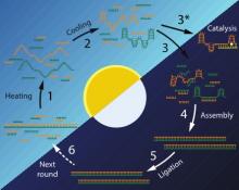 Enzyme-free Replication in Alternative Solvents