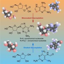 Chemistry of Nucleoside Formation